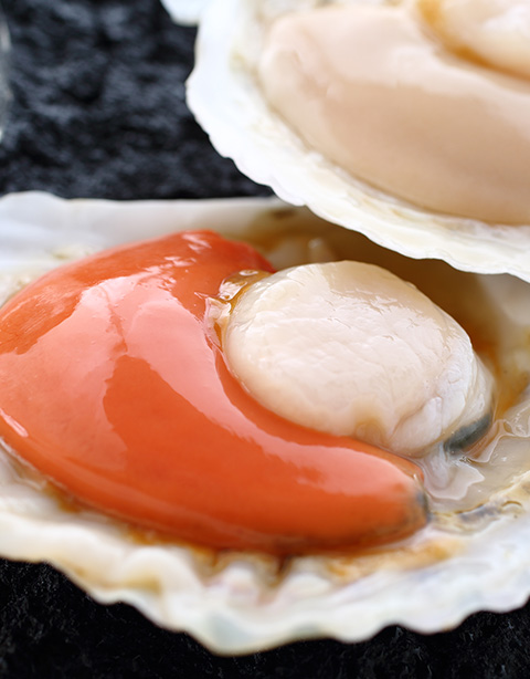 Sea scallop  (Patinopecten yessoensis)