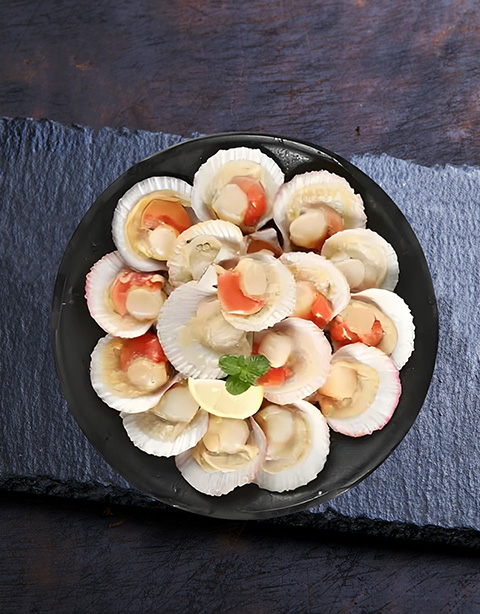 Chinese scallop (Chlamys farreri)