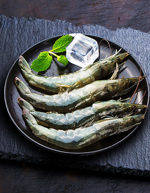 Vnnamei shrimp Penaeus vannamei