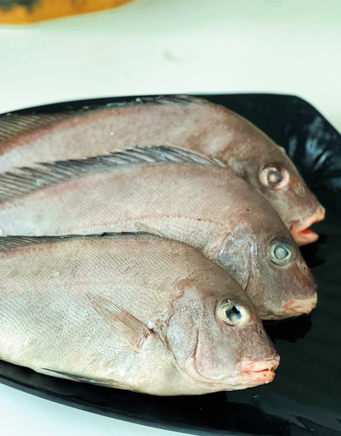 Harry Hotlips  Plectorhinchus gibbosus