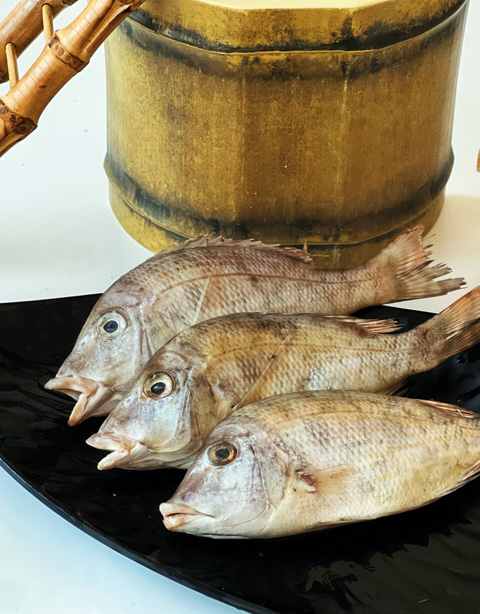 Emperor fish  Lethrinus haematopterus