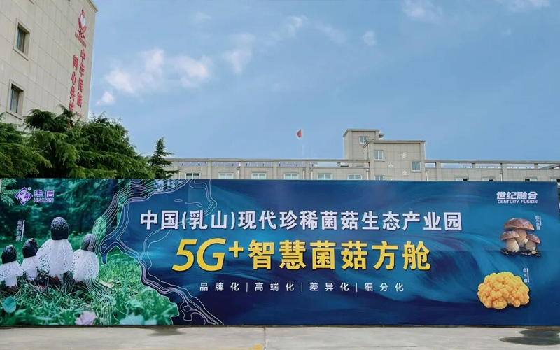 Huaxin's intelligentized shelter mushroom cultivation experiment has achieved complete success! Technology empowers and boosts the mushroom industry